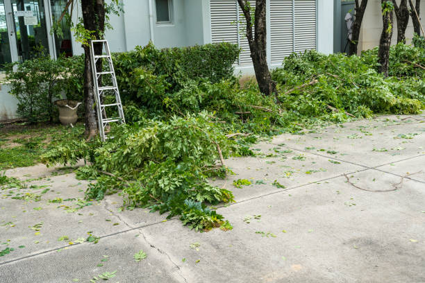 Tree Root Removal in Mayflower, AR